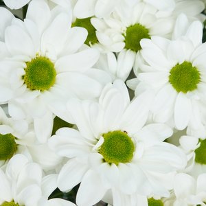 Облако белых хризантем