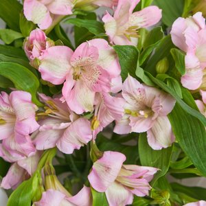 Букетик розовых альстромерий