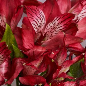 Букетик красных альстромерий