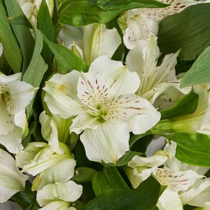 Букетик белых альстромерий