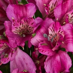 Букетик фиолетовых альстромерий