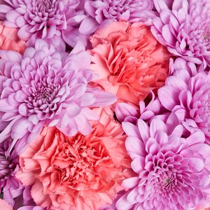 Букет розовых хризантем и диантусов