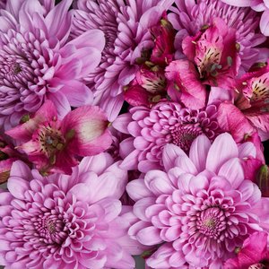 Букет розовых хризантем и альстромерий