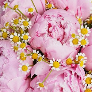 Букет розовых пионов и матрикарий