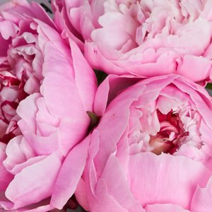 Букет нежных пионов в матовой упаковке