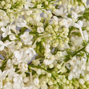 Белая сирень