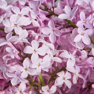 Фиолетовая сирень