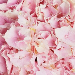 Розовые гортензии