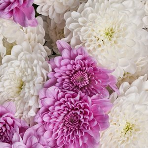 Белые и розовые хризантемы