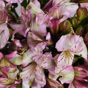 Лиловые альстромерии