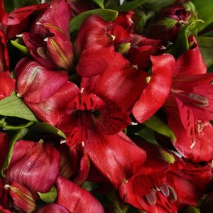 Красные альстромерии