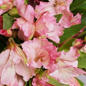 Розовые альстромерии