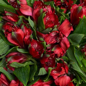 Букет красных альстромерий