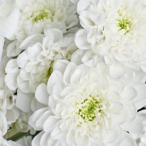 Кустовые хризантемы для вазы