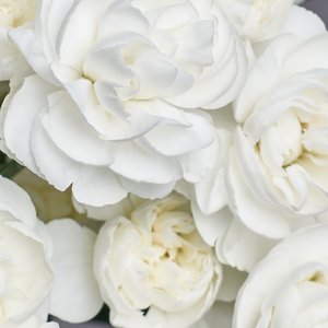 Белые диантусы для вазы