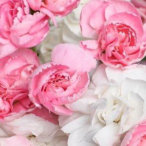 Кустовые диантусы для вазы