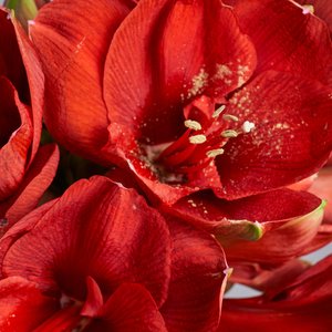 Красные амариллисы