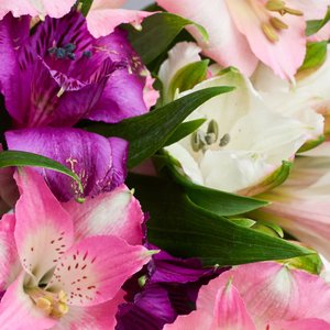 Розовые белые и фиолетовые альстромерии