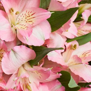 Большой букет розовых альстромерий