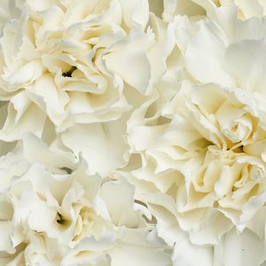 Охапка белых диантусов