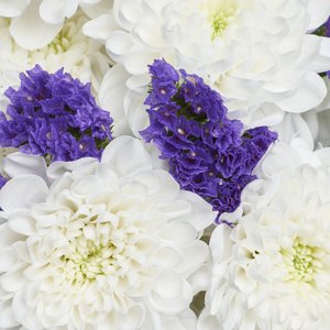 Воздушный букет белых хризантем и синих статиц
