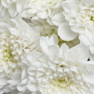 Облако белых хризантем сорта Радость