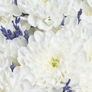 Облако белых хризантем с лавандой
