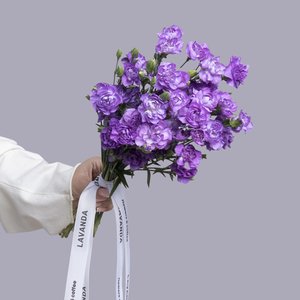 Лунные кустовые диантусы