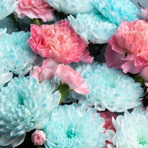 Голубые хризантемы с розовыми диантусами