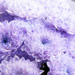 Фиолетовый букет воздушных хризантем и ароматной лаванды