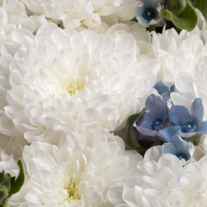 Воздушные белые хризантемы с оксипеталумом нежно-голубого цвета