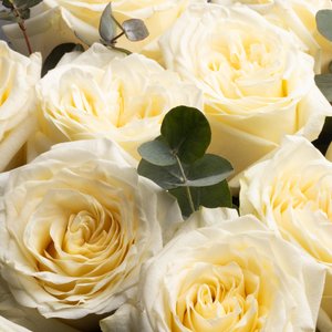 Кремовые пионовидные розы в белом оформлении с эвкалиптом