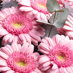 Розовые герберы с эвкалиптом в белом оформлении