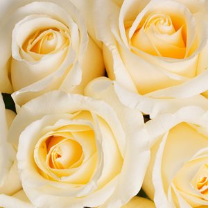 11 кремовых роз 50 см.