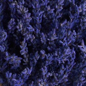 Лаванда сухая